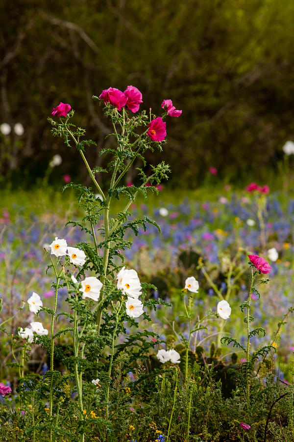 Texas Roadside Wildflowers 738 Photograph by Melinda Ledsome