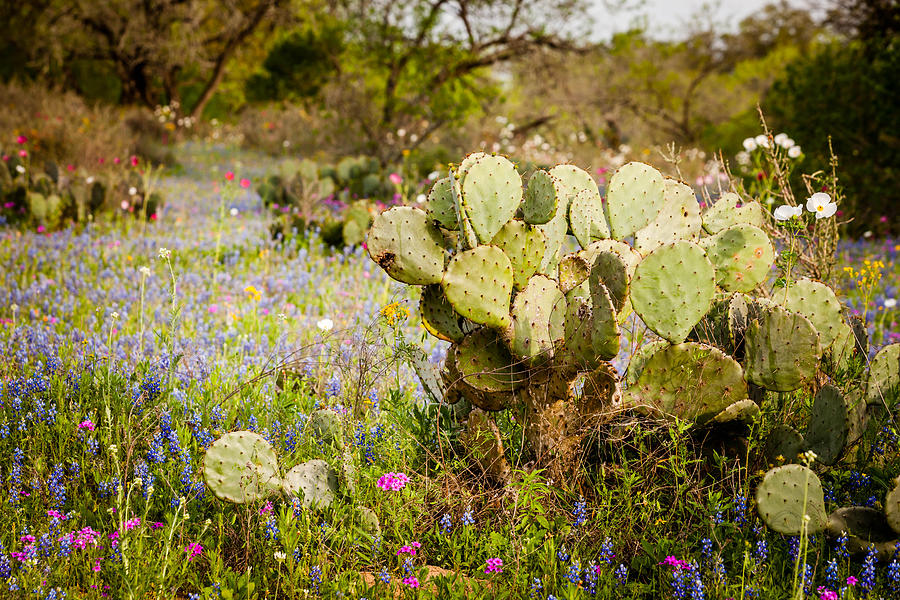 Texas Roadside Wildflowers 740 Photograph by Melinda Ledsome