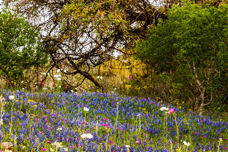 Texas Roadside Wildflowers 744 Photograph by Melinda Ledsome