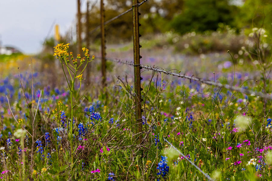 Texas Roadside Wildflowers 746 Photograph by Melinda Ledsome