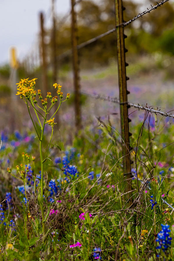 Texas Roadside Wildflowers 747 Photograph by Melinda Ledsome