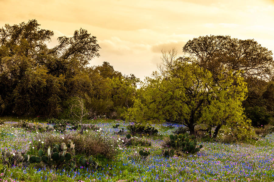 Texas Roadside Wildflowers 748 Photograph by Melinda Ledsome