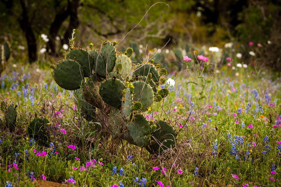 Texas Roadside Wildflowers 757 Photograph by Melinda Ledsome