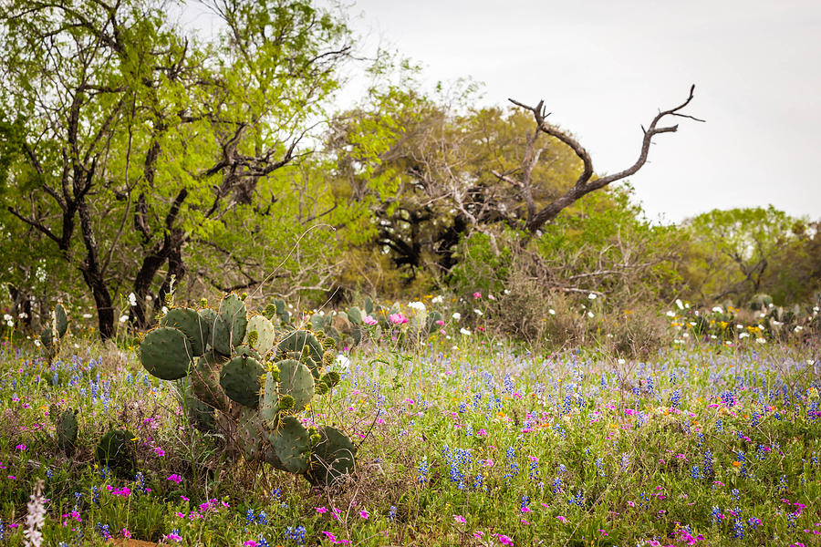 Texas Roadside Wildflowers 759 Photograph by Melinda Ledsome