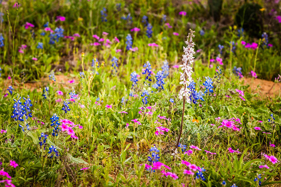 Texas Roadside Wildflowers 761 Photograph by Melinda Ledsome