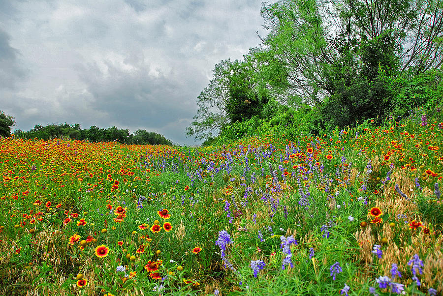 Texas Roadside Wildflowers Photograph by Lynn Bauer