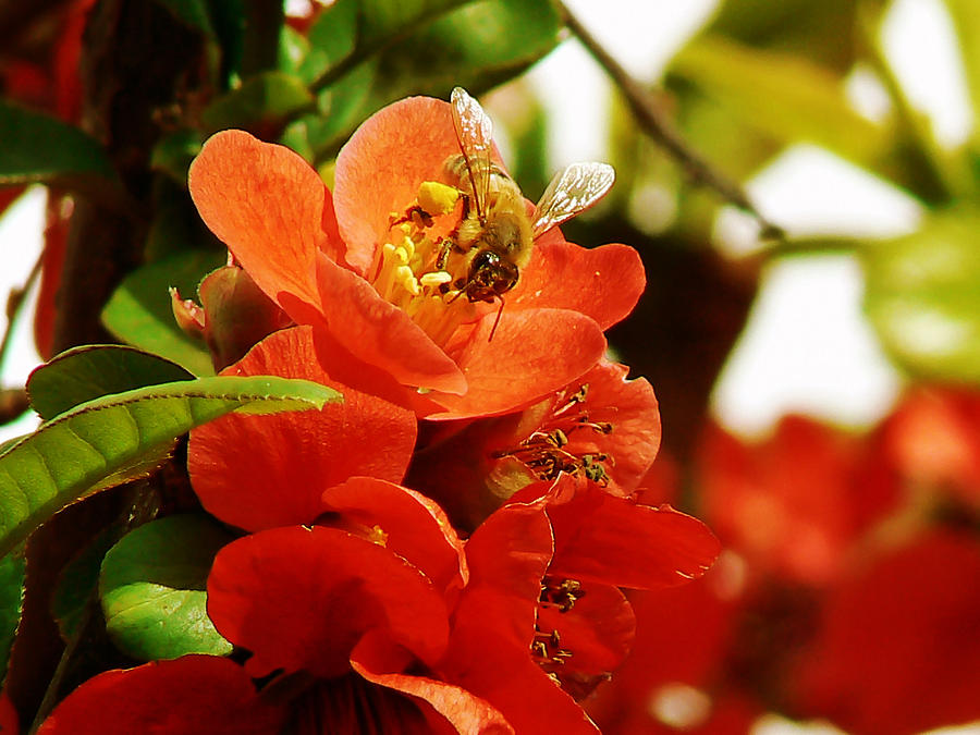 Texas Scarlet Flowering Quince Photograph by Pamela Patch