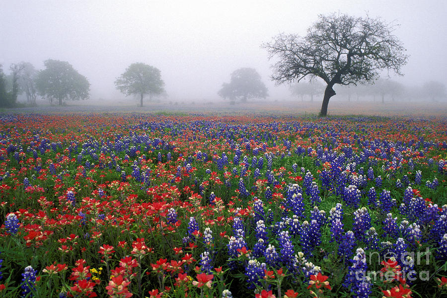 Texas Spring - FS000559 Photograph by Daniel Dempster