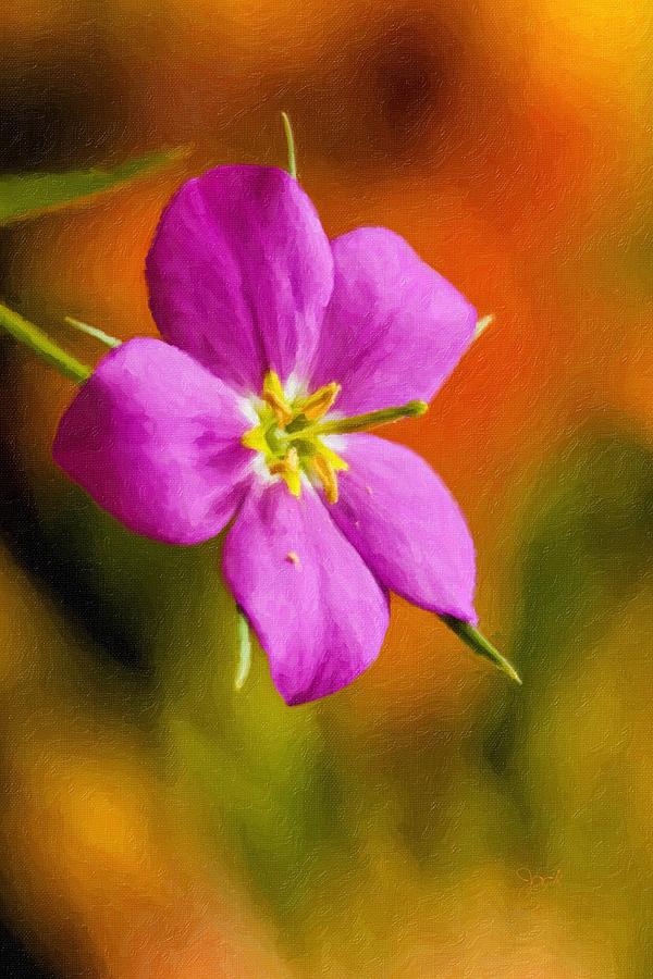 Flower Photograph - Texas Star by Jack Milchanowski