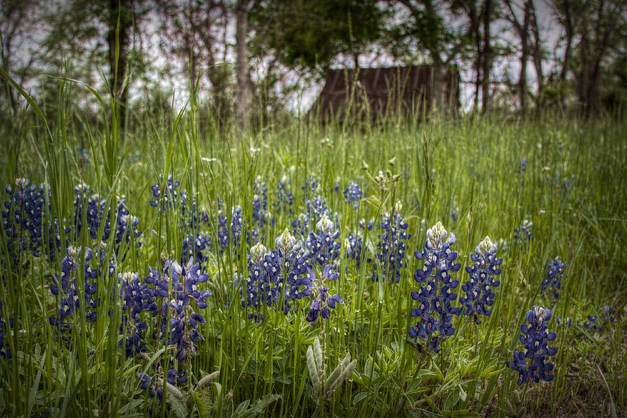 Texas State Flower Digital Art by Linda Unger