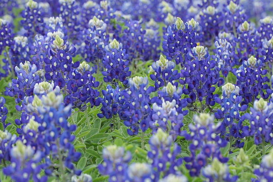 texas-state-flower-photograph-by-michael-davis-fine-art-america