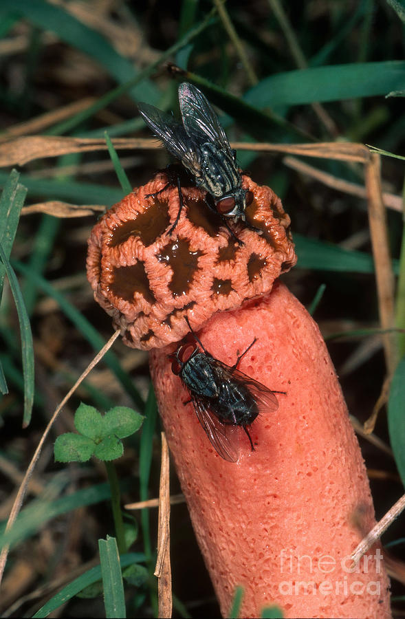 Texas Stinkhorn Fungus Photograph by Gregory G. Dimijian, M.D.