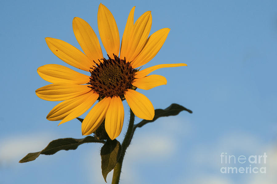 Georgetown University Photograph - Texas Sunflower by Bob Phillips