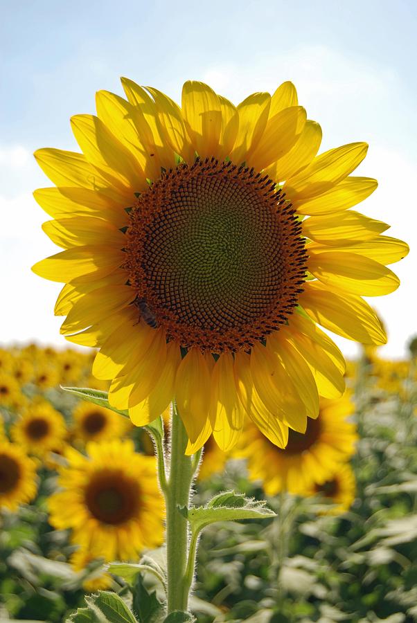 Sunflower Tevas