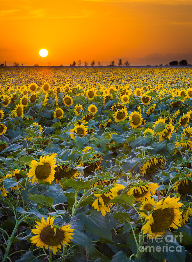 Texas Sunflowers Photograph by Inge Johnsson