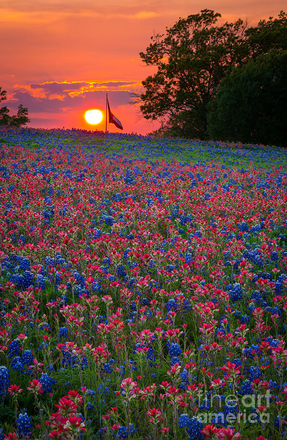 Texas Sunset Photograph by Inge Johnsson