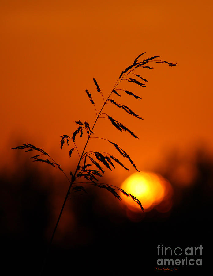 Texas Sunset Photograph by Lisa Porier - Fine Art America