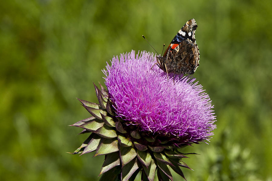 Landscape Photograph - Texas Thistle And Butterfly by Mark Weaver