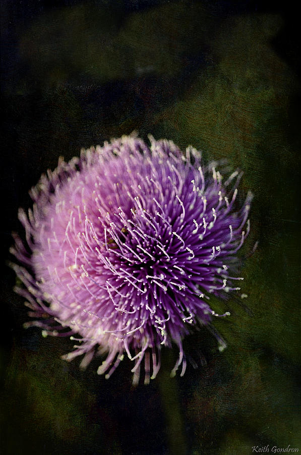 Texas Thistle Photograph by Keith Gondron