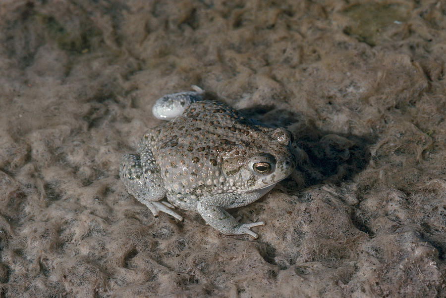 Texas Toad Photograph by Karl H. Switak