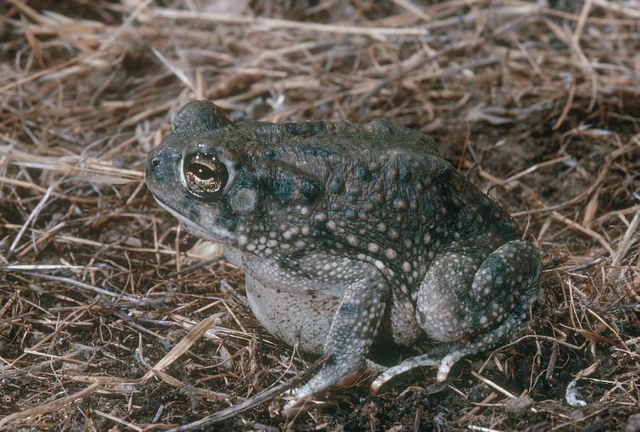 Texas Toad Photograph by Robert J. Erwin
