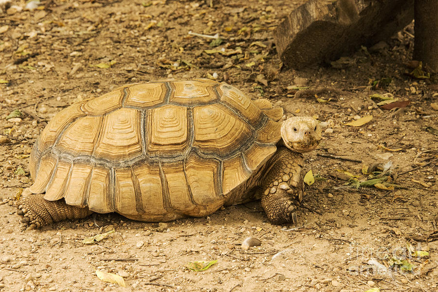 Texas Tortoise Photograph by Bob Phillips | Fine Art America