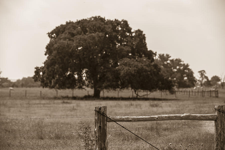 Texas Tree and Fence in Sepia  Photograph by John McGraw