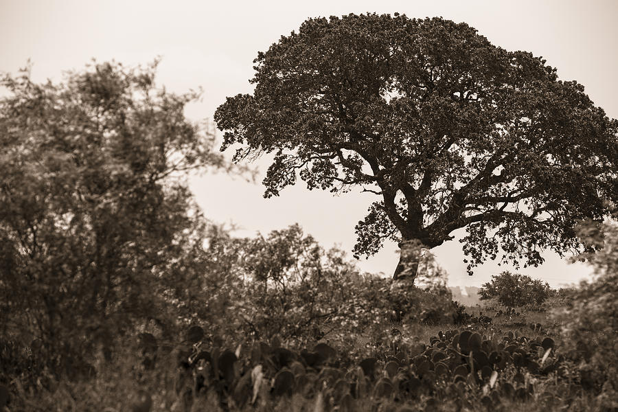 Texas Tree Black and White Photograph by John McGraw