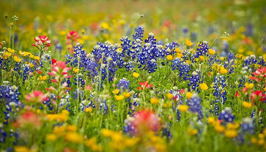 Texas Wild Flowers Photograph by Chelsea Stockton - Fine Art America