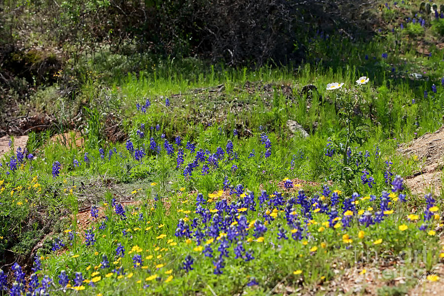 Texas Wildflower Beauties Photograph by Erika Weber