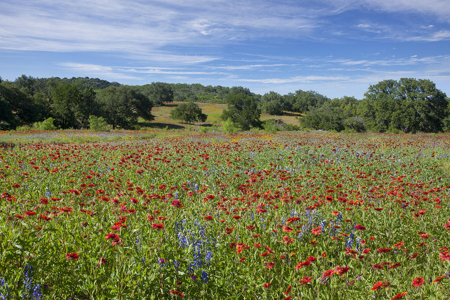 Texas Hill Country Images Photograph - Texas Wildflower Images - Texas Hill Country Colors with Firewhe by Rob Greebon
