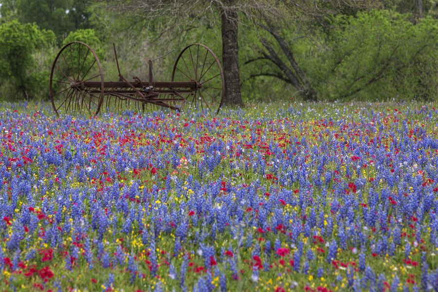 Bluebonnets Photograph - Texas Wildflower Images - Luling Bluebonnets 1 by Rob Greebon