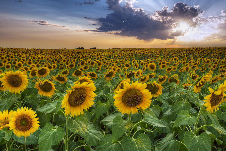 Texas Wildflower Images - Sunflower Field at Sunset Photograph by Rob ...