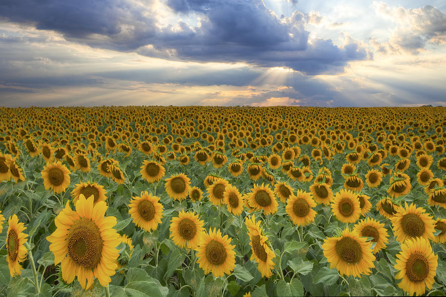 Sunset Photograph - Texas Wildflower Images - Sunflower Fields of Summer 7 by Rob Greebon