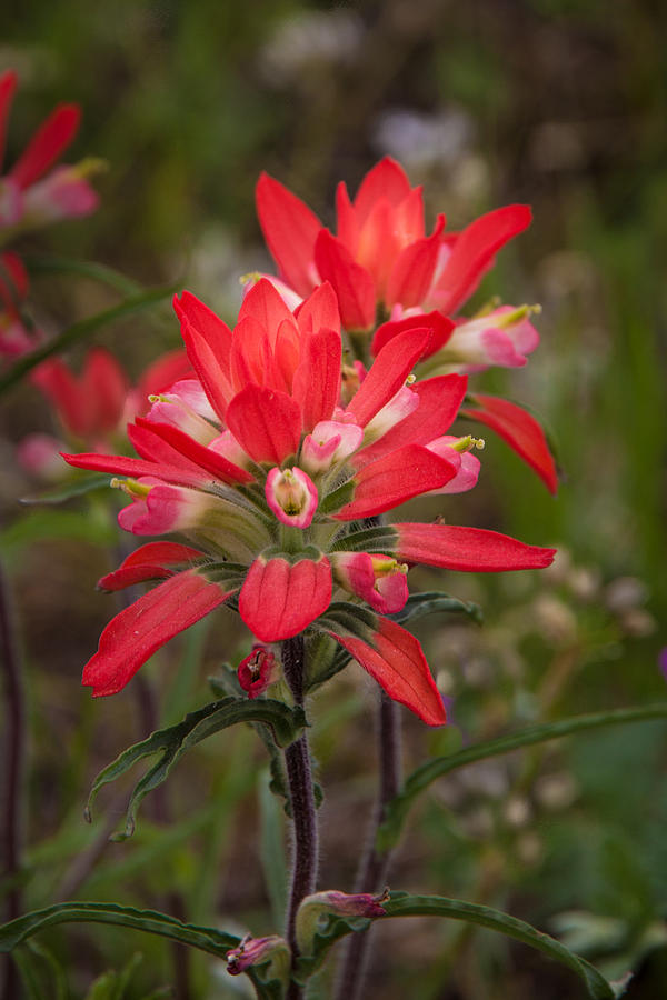Texas Wildflower Photograph by James Woody