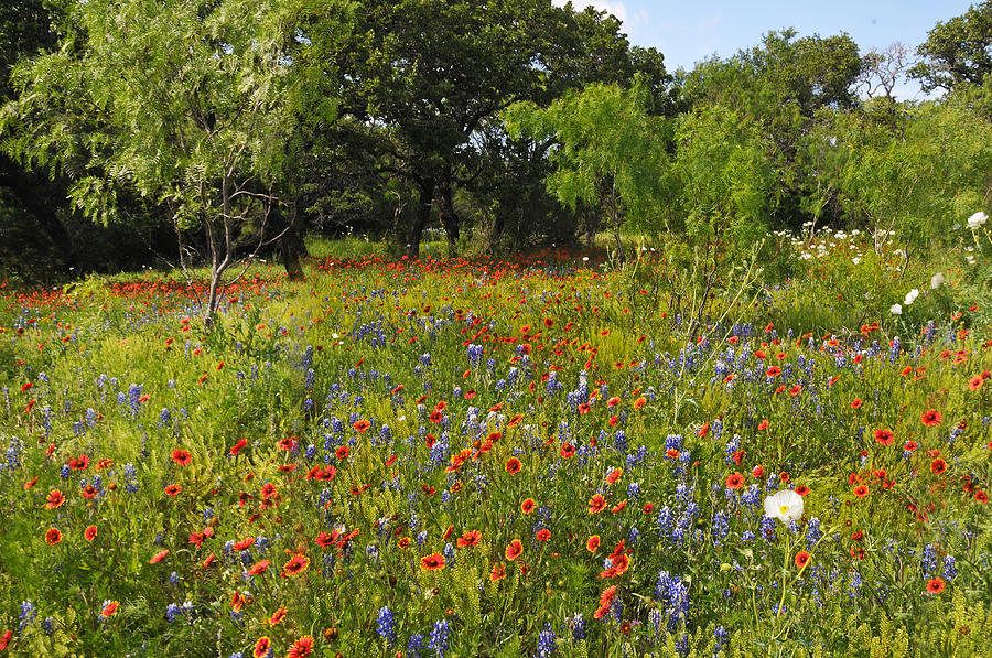 Landscape Photograph - Texas Wildflower Medley by Lynn Bauer