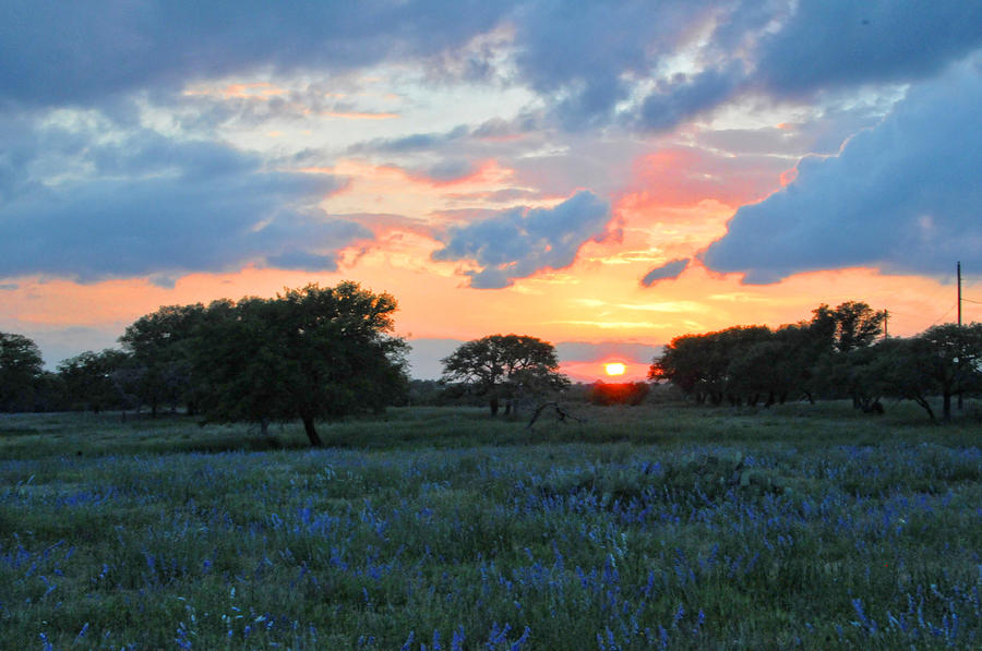Tree Photograph - Texas Wildflower Sunset  by Lynn Bauer