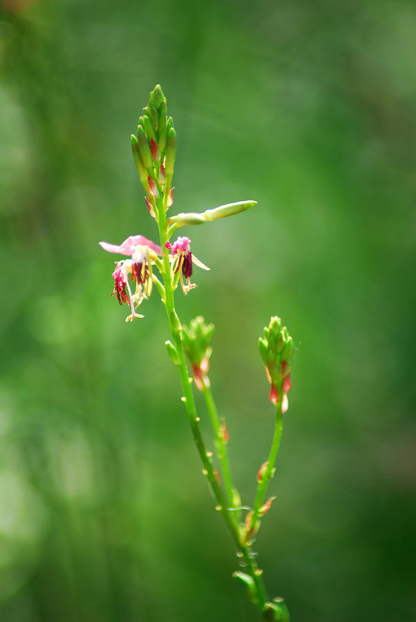 Texas Wildflower Photograph by Tracy Smith Texas Wildflower Photograph by Tracy Smith