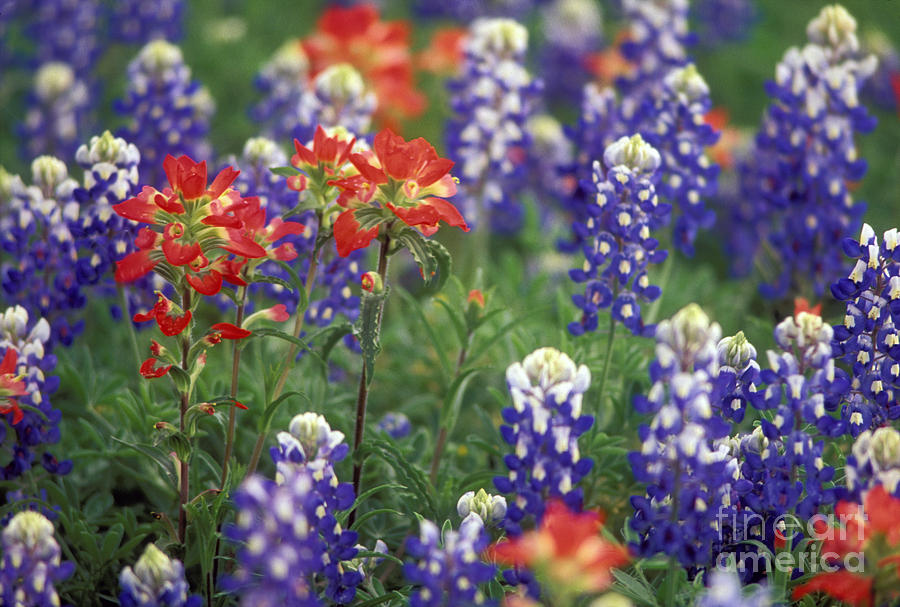 Texas Wildflowers 2 - Fs000927 Photograph