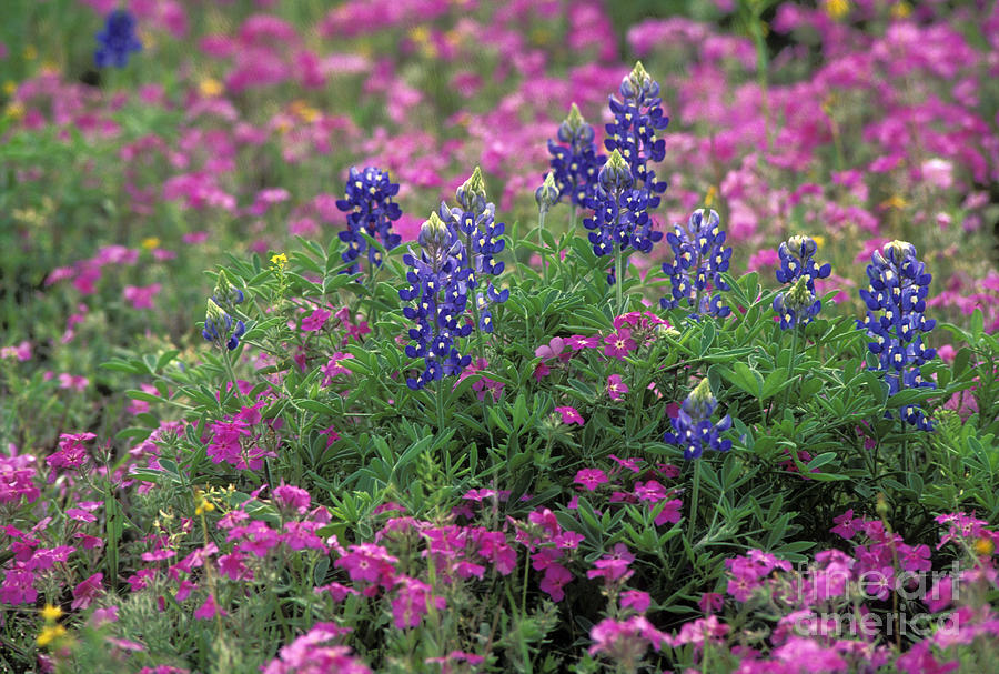 Texas Wildflowers 3 - Fs000930 Photograph