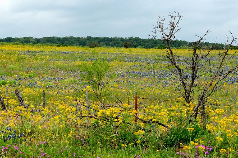 Texas Wildflowers and Mesquite Tree Photograph by Marilyn Burton