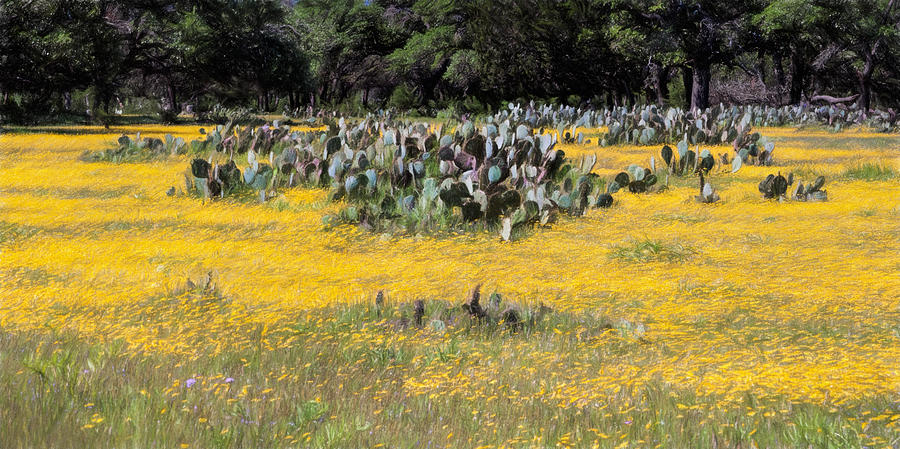 Texas Wildflowers and Prickly Pear Cactus Photograph by David and Carol Kelly