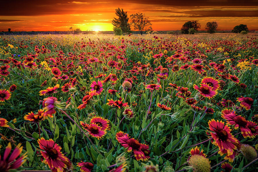 Texas Wildflowers At Sunrise Photograph by Dean Fikar