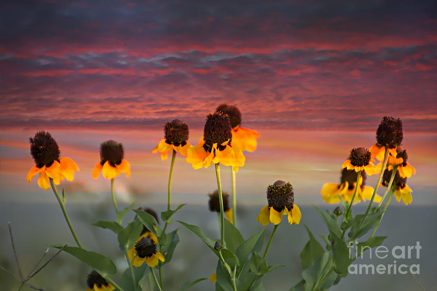 Texas Wildflowers at Sunset Photograph by Douglas Barnard