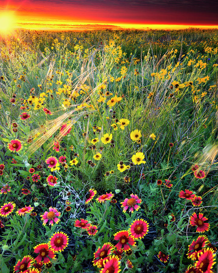 Texas Wildflowers In The Wind Photograph by Dean Fikar