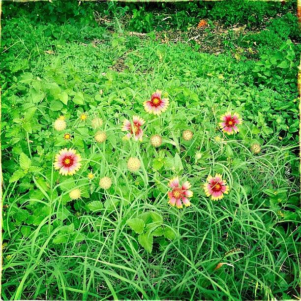 Flower Photograph - #texas #wildflowers #indianblanket by Greta Olivas