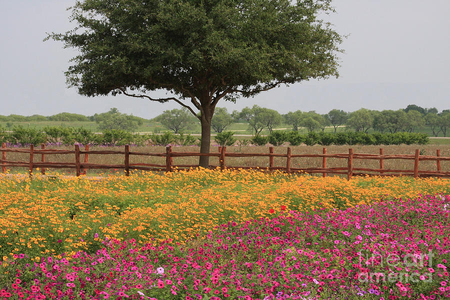 Texas Wildflowers Photograph by Jerry Bunger