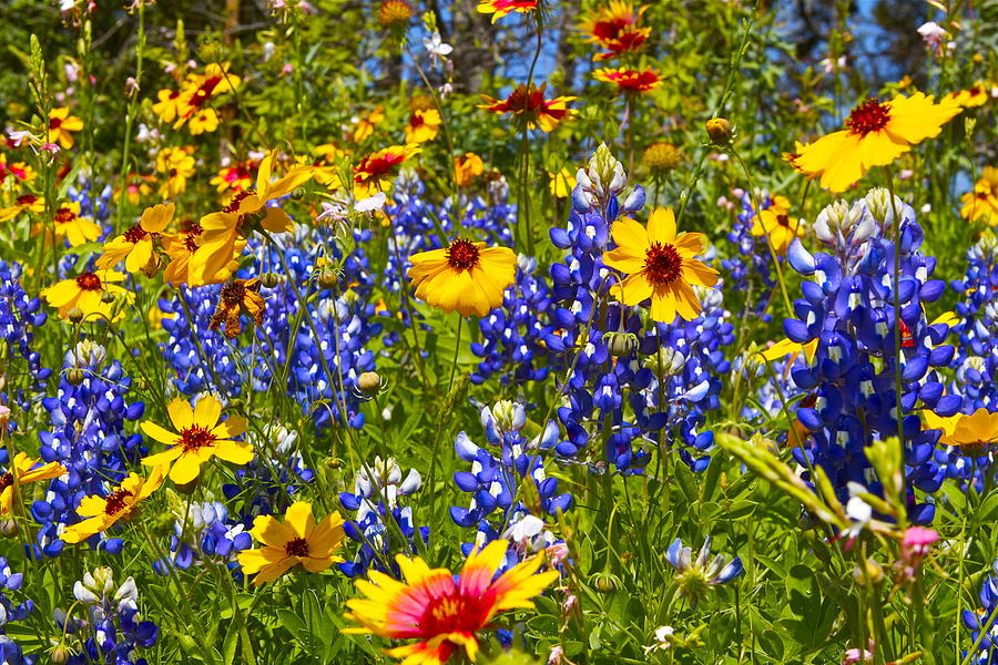 Spring Photograph - Texas wildflowers by John Babis