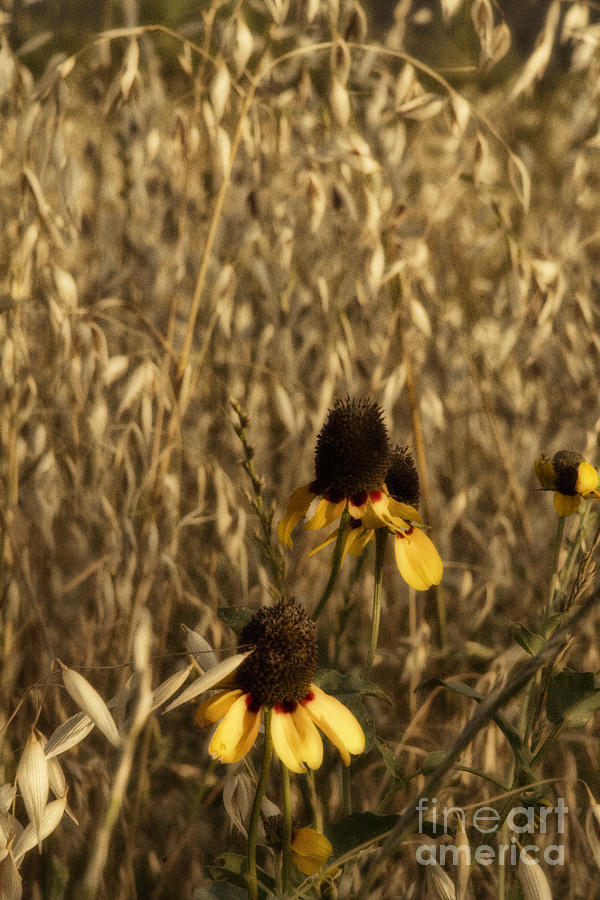 Texas Wildflowers V12 Photograph by Douglas Barnard