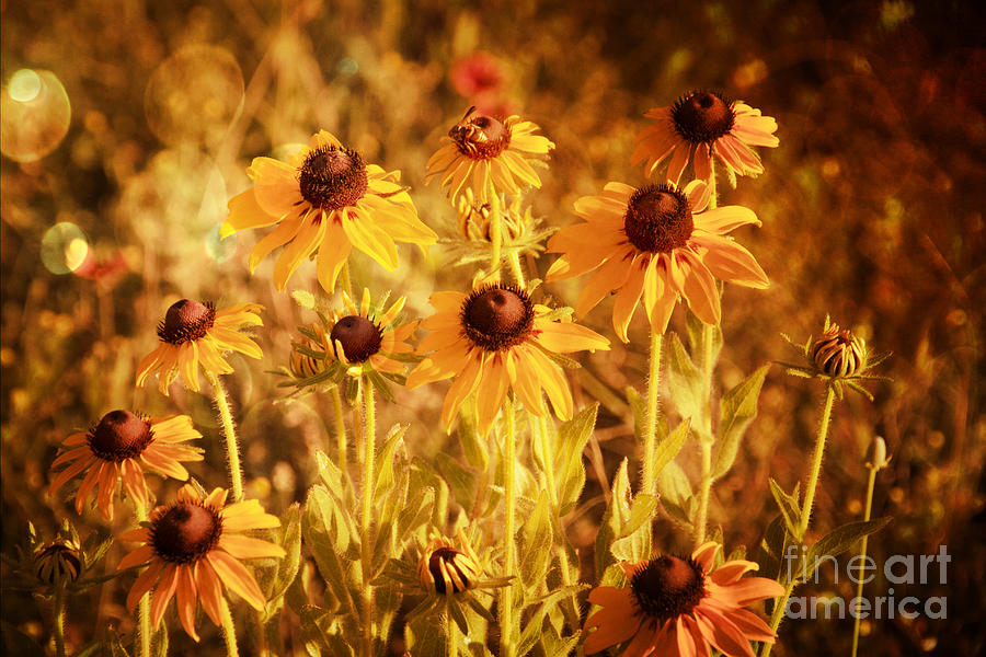 Texas Wildflowers V13 Photograph by Douglas Barnard